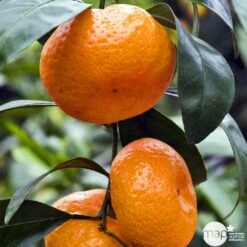 Mandarinier Satmusa : AB, C3L Greffe -Emerald Soldes 697333 005