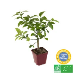 Citronnier X Meyer : AB C3L 7 Citronnier X Meyer : AB C3L -Emerald Soldes 697337 004