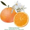 Clementinier Bio Tailles:pot De 3 Litres, Hauteur 30/40 Cm