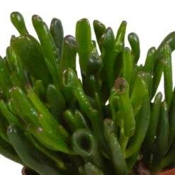 Crassula, Box De 3 Plantes - H15cm, ø10,5cm - Plantes D'intérieur -Emerald Soldes 6afb084e7f368b74