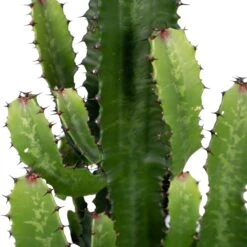Euphorbia Acrurensis - H80cm, ø24cm - Grande Plante D'intérieur -Emerald Soldes 6b09bab30d1cdf42