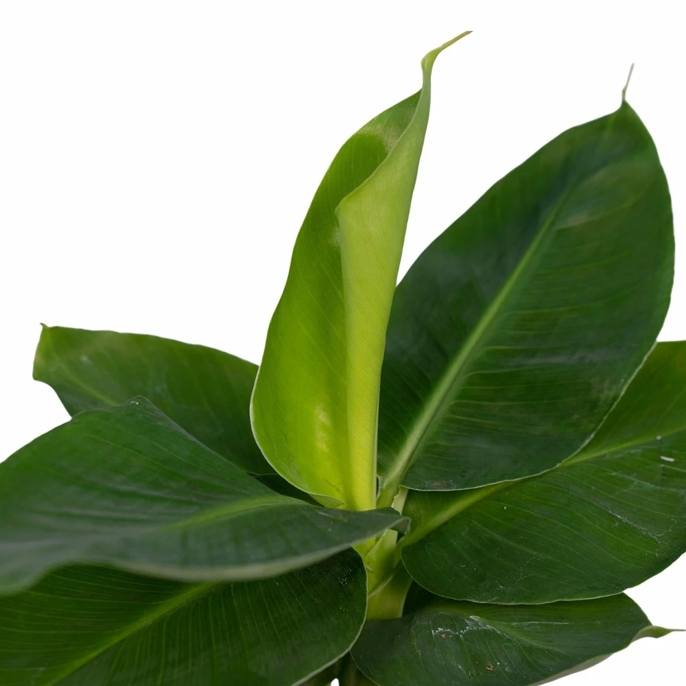 Bananier Nain Oriental - H25cm, ø12cm - Plante D'intérieur 3 Bananier Nain Oriental - H25cm, ø12cm - Plante D'intérieur – Image 3