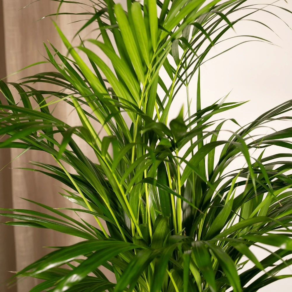 Palmier Areca - H85cm, ø19cm - Grande Plante D'intérieur 3 Palmier Areca - H85cm, ø19cm - Grande Plante D'intérieur – Image 3