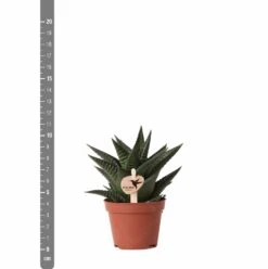Haworthia Limifolia - ø6cm - H11cm, ø6cm - Plante D'intérieur -Emerald Soldes 6f5c034fd84b61ae