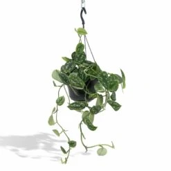 Pothos Scindapsus Pictus Epipremnum - H25cm, ø15cm - Plante D'intérieur Tombante