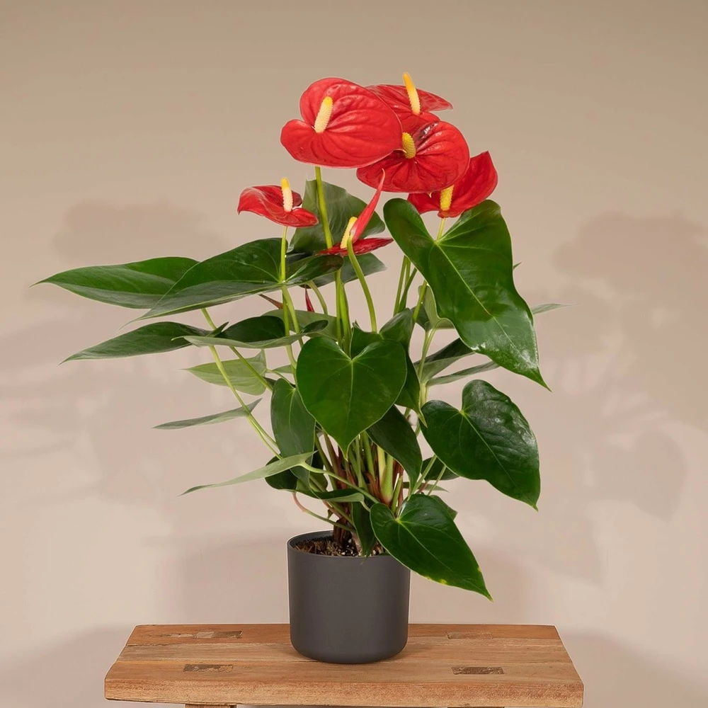 Anthurium Rouge - H40cm, ø12cm - Plante D'intérieur 2 Anthurium Rouge - H40cm, ø12cm - Plante D'intérieur – Image 2
