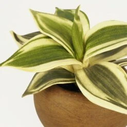 Plante Verte Artificielle Pot Effet Bois 14cm -Emerald Soldes 70dafe3be5665a69