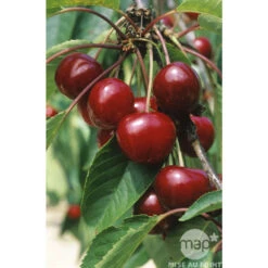 Cerisier Bigarreau Van : Gobelet 3 Ans D'âge Ctr 12 Litres -Emerald Soldes 71295 003
