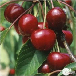 Cerisier Bigarreau Van : Demi Tige 2 Ans D'âge Ctr 15 Litres -Emerald Soldes 71296 004