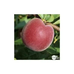 Pêcher à Chair Jaune JH Hale : Demi Tige 6/8 Cm 2 Ans D'âge Ctr 12L -Emerald Soldes 71318 003