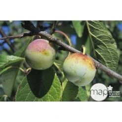 Prunier Reine Claude De Bavay : ½ Tige, 4-5 Ans, H 170-180 Cm 6 Prunier Reine Claude De Bavay : ½ Tige, 4-5 Ans, H 170-180 Cm -Emerald Soldes 71365 002