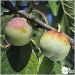 Prunier Reine Claude De Bavay : ½ Tige, 4-5 Ans, H 170-180 Cm 7 Prunier Reine Claude De Bavay : ½ Tige, 4-5 Ans, H 170-180 Cm -Emerald Soldes 71365 003