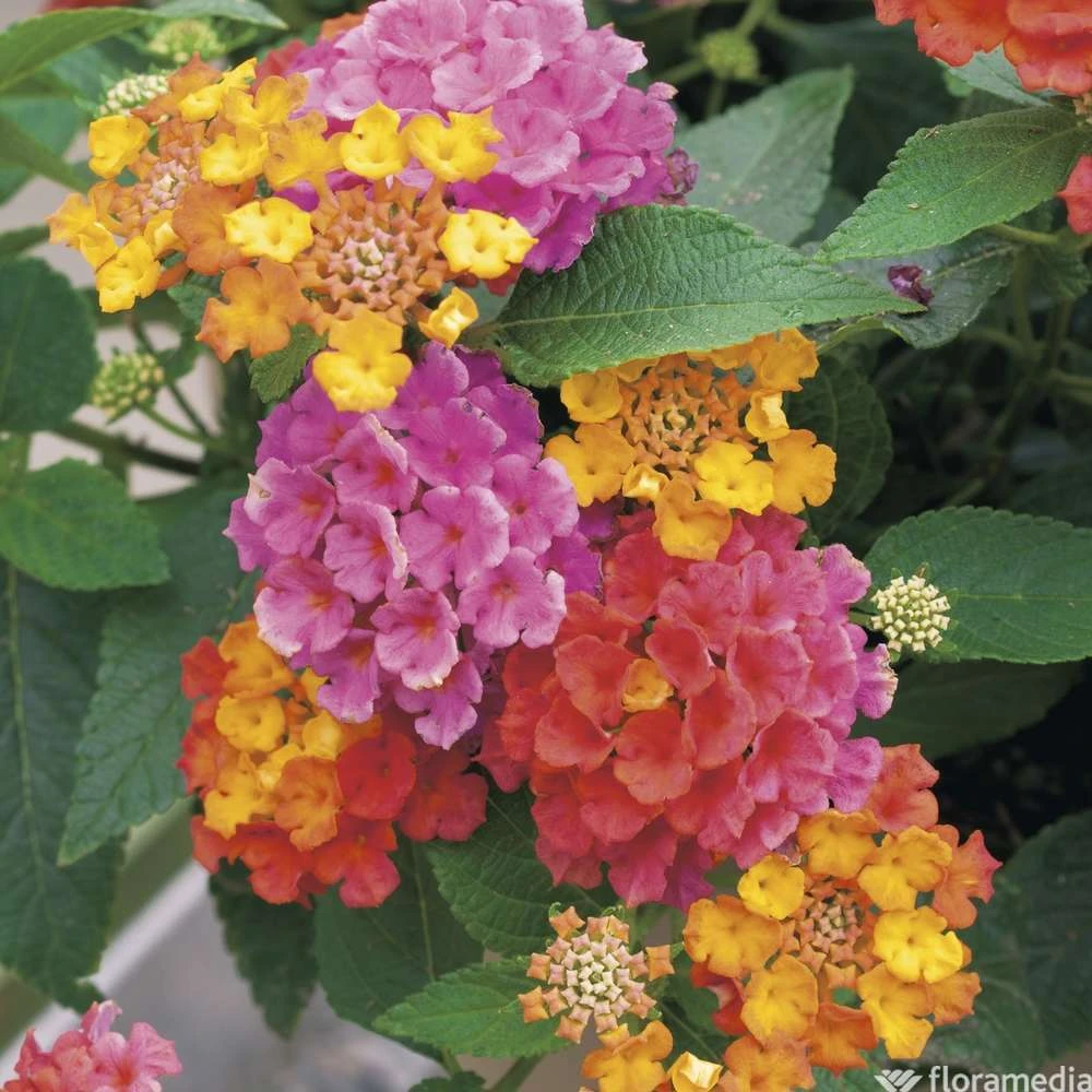 Lantana Camara : C5L 2 Lantana Camara : C5L – Image 2