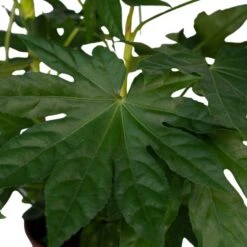 Fatsia Japonica Vert - H85cm, ø21cm - Grande Plante D'intérieur -Emerald Soldes 725bbc52df22b7fb