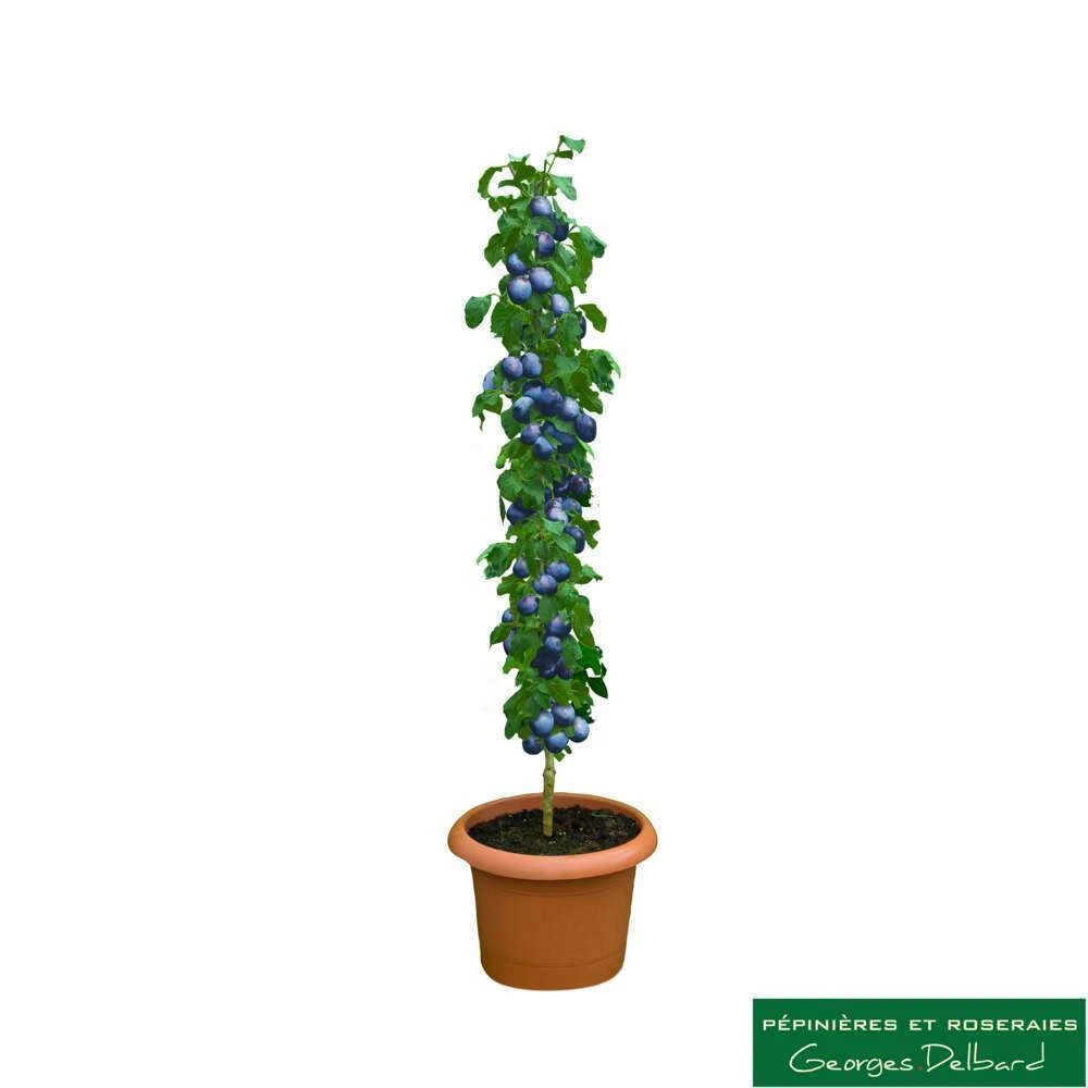 Prunier Colonnaire Toronto® 2 Prunier Colonnaire Toronto® – Image 2