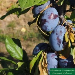 Prunier Colonnaire Toronto® 6 Prunier Colonnaire Toronto® -Emerald Soldes 729932 002