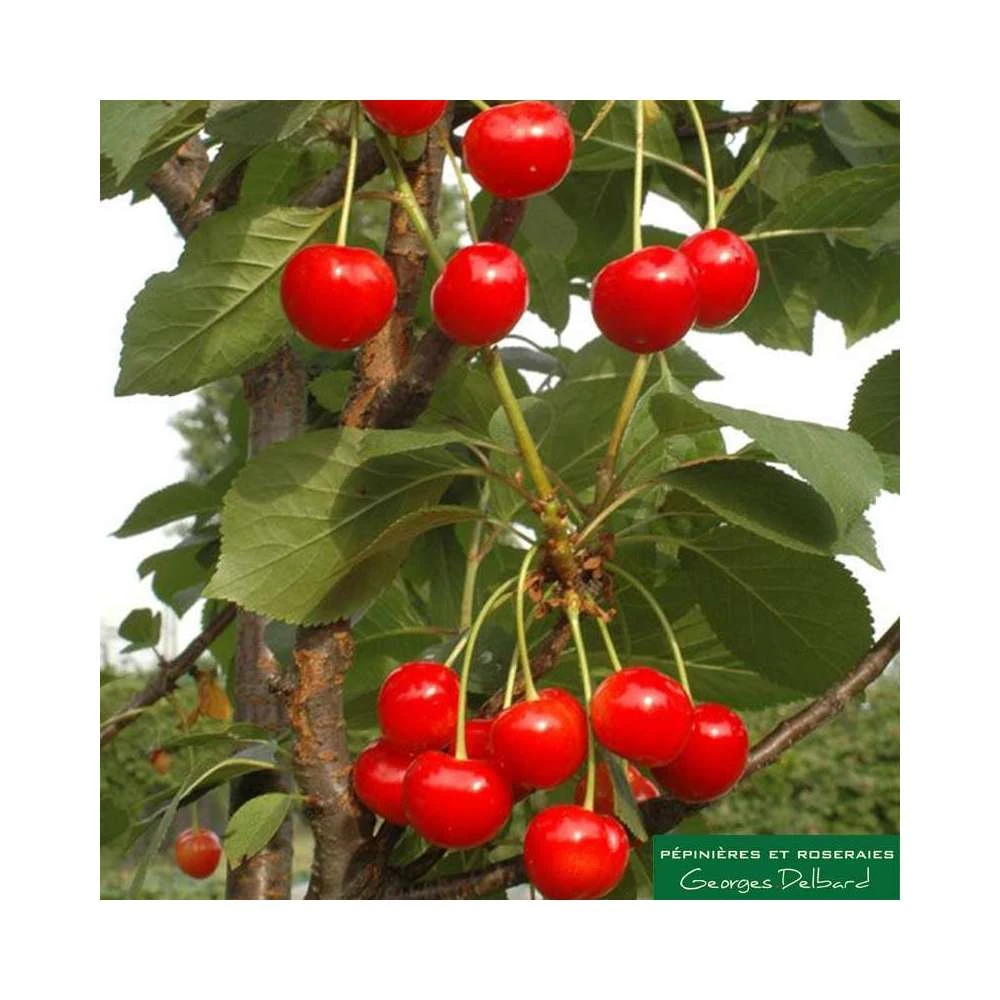 Cerisier Colonnaire Shangai® 1 Cerisier Colonnaire Shangai®