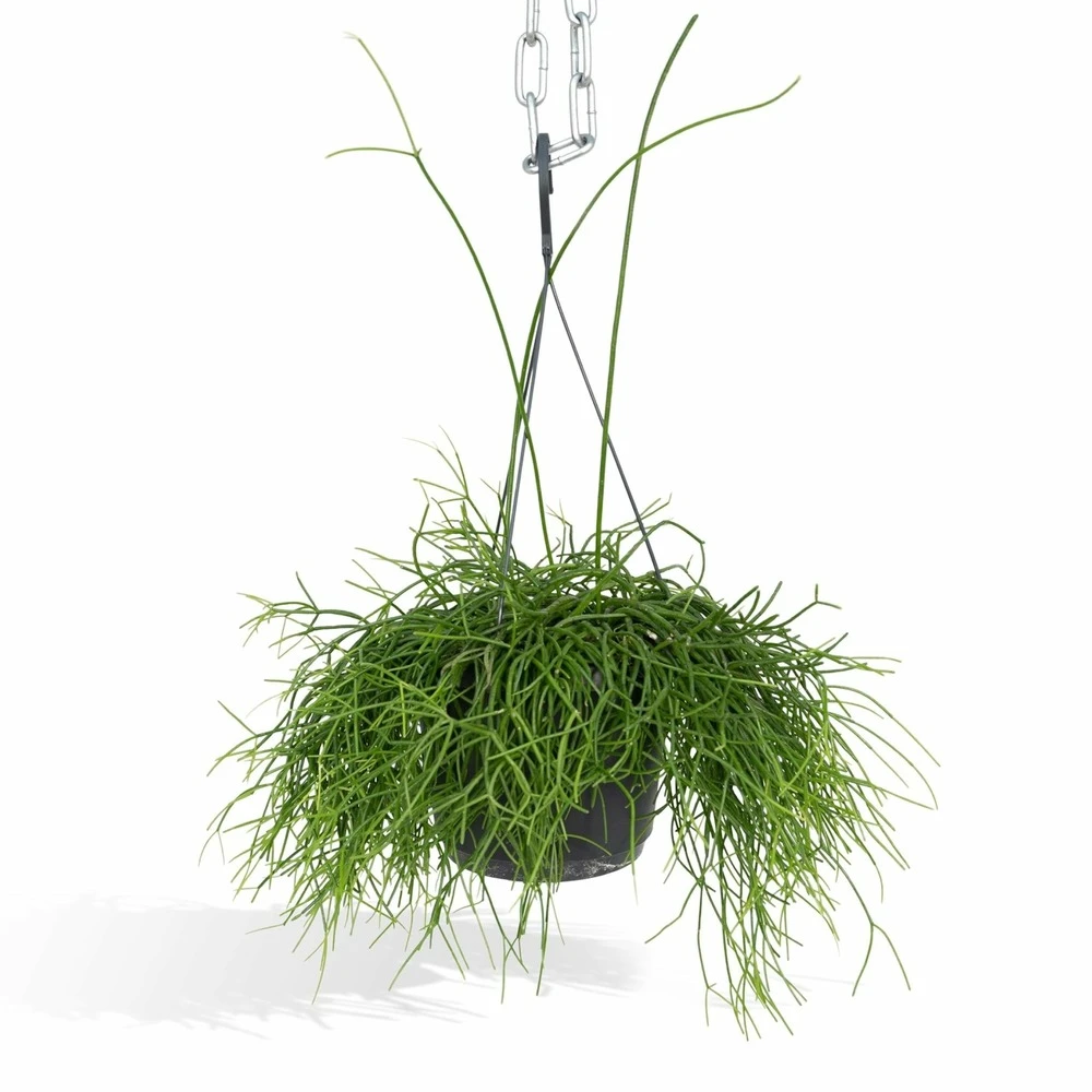 Rhipsalis Baccifera - H30cm, ø12cm - Plante D'intérieur Tombante 1 Rhipsalis Baccifera - H30cm, ø12cm - Plante D'intérieur Tombante