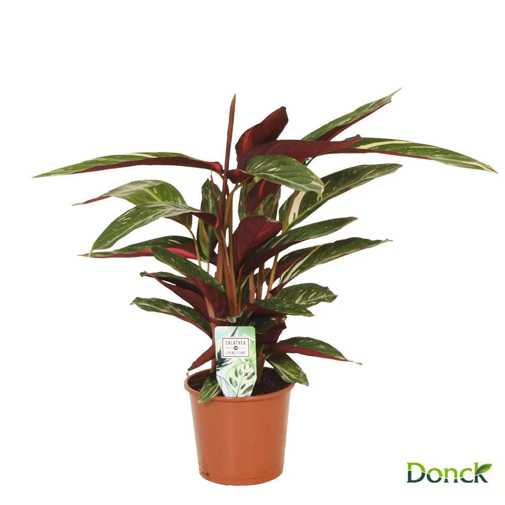 Calathea D17H65cm 1 Calathea D17H65cm