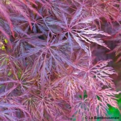 L'Acer Palmatum Dissectum Inaba Shidare : Pot 15L -Emerald Soldes 748214 002