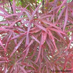 Acer Palmatum ‘Atrolineare’ C7L H.60/80cm -Emerald Soldes 748246 003