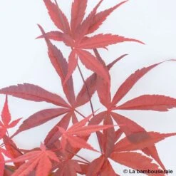 Acer Palmatum ‘Atrolineare’ C7L H.60/80cm -Emerald Soldes 748246 004