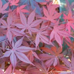 Acer Japonicum 'Palmatum Blood Good' C30L H.100/125cm 9 Acer Japonicum 'Palmatum Blood Good' C30L H.100/125cm -Emerald Soldes 748254 004