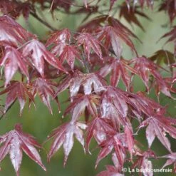 Acer Japonicum 'Palmatum Blood Good' C3L H.40/60cm -Emerald Soldes 748255 002