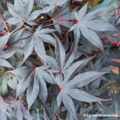 Acer Japonicum 'Palmatum Blood Good' C3L H.40/60cm -Emerald Soldes 748255 003