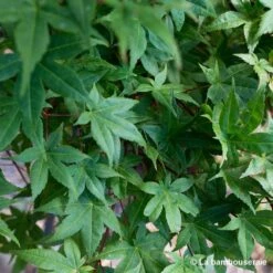 Acer Palmatum "Deshojo" C3L H.40/60cm -Emerald Soldes 748262 002