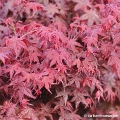 Acer Palmatum "Deshojo" C7L H.60/80cm 5 Acer Palmatum "Deshojo" C7L H.60/80cm -Emerald Soldes 748264 001