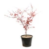 Acer Palmatum "Deshojo" C7L H.60/80cm