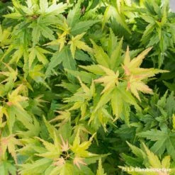 Acer Palmatum 'koto Hime' : C5L H.30/40cm 5 Acer Palmatum 'koto Hime' : C5L H.30/40cm -Emerald Soldes 748272 001