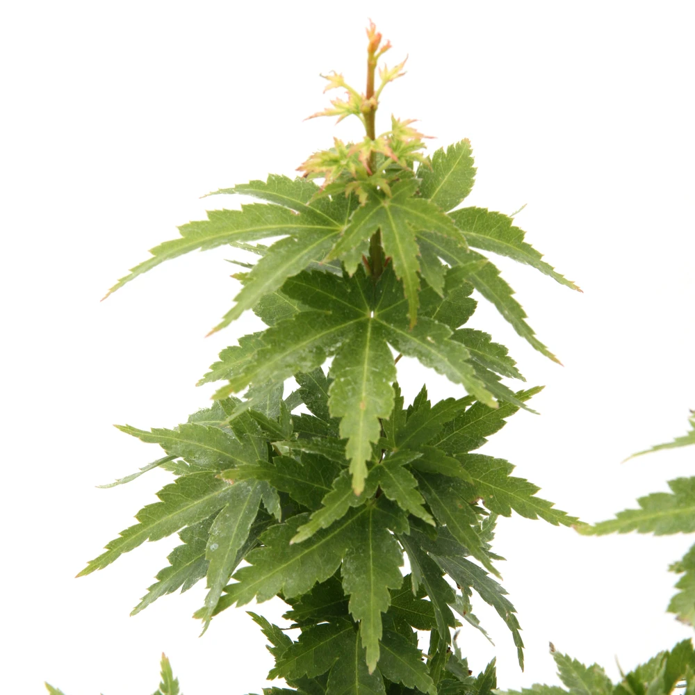 Acer Palmatum 'koto Hime' : C5L H.30/40cm 1 Acer Palmatum 'koto Hime' : C5L H.30/40cm