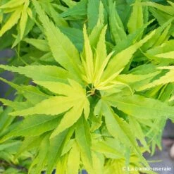 Acer Palmatum 'Mikawa Yatsubusa' : C5L H.30/40cm 5 Acer Palmatum 'Mikawa Yatsubusa' : C5L H.30/40cm -Emerald Soldes 748278 001