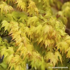 Acer Palmatum 'Orange Dream' :C3L H.40/60cm -Emerald Soldes 748280 001
