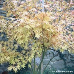 Acer Palmatum 'Orange Dream' :C7L H.60/80cm 5 Acer Palmatum 'Orange Dream' :C7L H.60/80cm -Emerald Soldes 748282 002