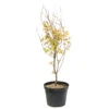 Acer Palmatum 'Orange Dream' :C7L H.60/80cm