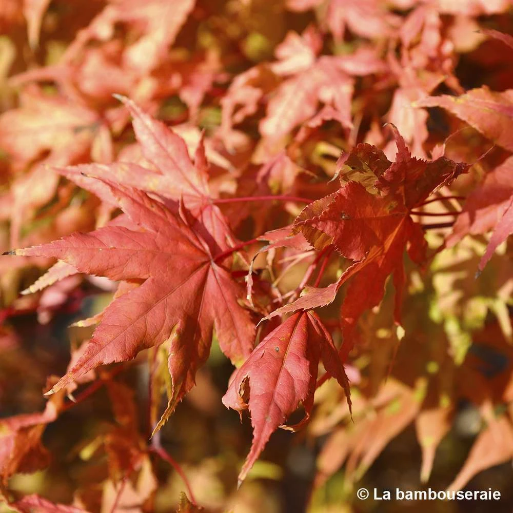 Acer Palmatum Reticulatum Red : C30L H.100/125cm 2 Acer Palmatum Reticulatum Red : C30L H.100/125cm – Image 2