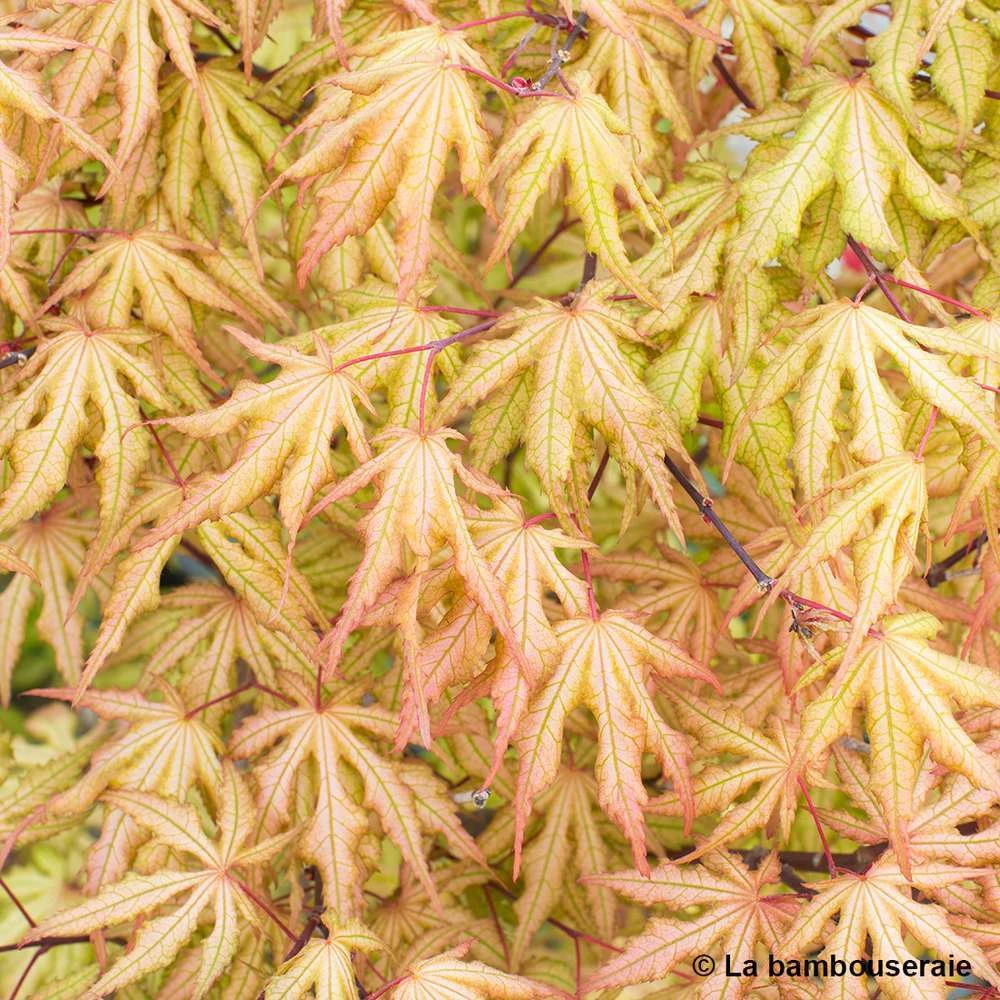 Acer Palmatum Reticulatum Red : C30L H.100/125cm 3 Acer Palmatum Reticulatum Red : C30L H.100/125cm – Image 3