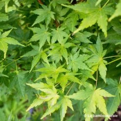 Acer Palmatum 'Sango-Kaku' : C3L H.40/60cm -Emerald Soldes 748291 003