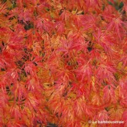 Acer Palmatum 'Seiryu' :C3L H.40/60cm -Emerald Soldes 748297 003