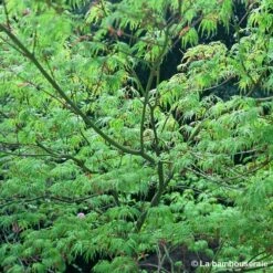 Acer Palmatum 'Seiryu' :C7L H60/80cm 7 Acer Palmatum 'Seiryu' :C7L H60/80cm -Emerald Soldes 748298 002