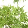 Acer Palmatum 'Seiryu' :C7L H60/80cm