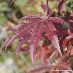 Acer Palmatum Skeeter's Broom :C3L H40/60cm -Emerald Soldes 748302 003
