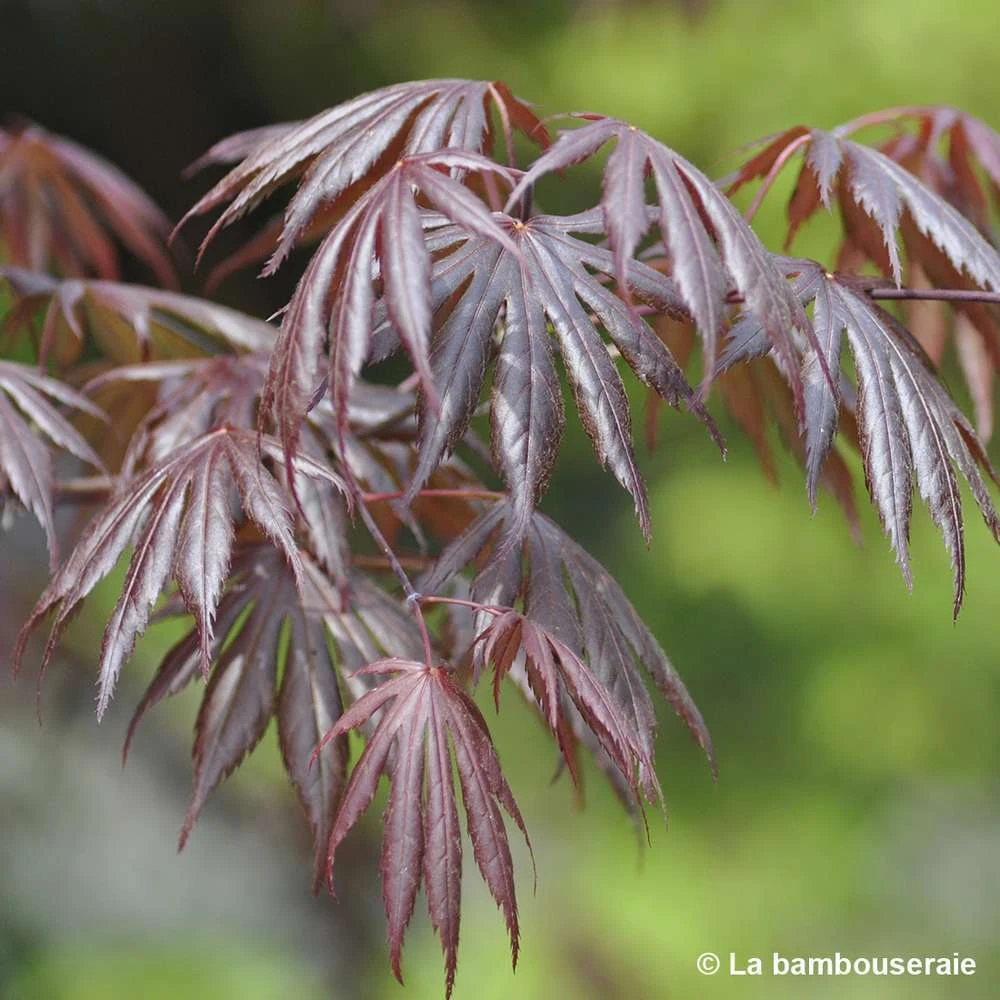 Acer Palmatum Trompenburg :C7L H.60/80cm 3 Acer Palmatum Trompenburg :C7L H.60/80cm – Image 3