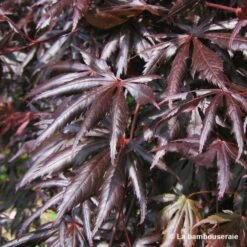 Acer Palmatum Trompenburg :C7L H.60/80cm 8 Acer Palmatum Trompenburg :C7L H.60/80cm -Emerald Soldes 748308 003