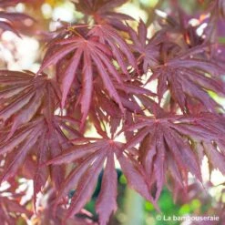 Acer Palmatum Trompenburg :C7L H.60/80cm 9 Acer Palmatum Trompenburg :C7L H.60/80cm -Emerald Soldes 748308 004