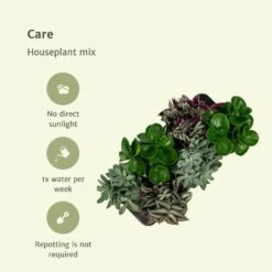 Box 3 Plantes D'intérieur - H20cm, ø12cm - Plantes D'intérieur 9 Box 3 Plantes D'intérieur - H20cm, ø12cm - Plantes D'intérieur -Emerald Soldes 7484875134665985