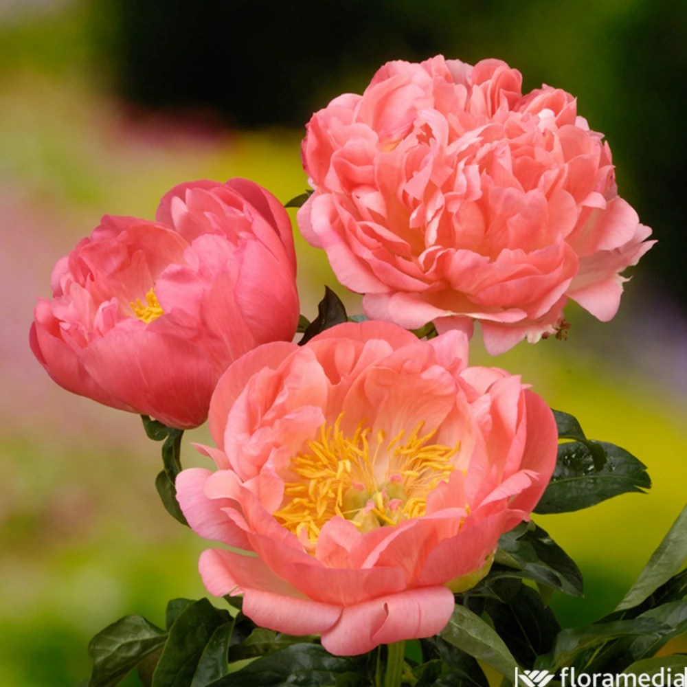 Botte De 3 Pivoines Coral Sunset H.50cm 1 Botte De 3 Pivoines Coral Sunset H.50cm